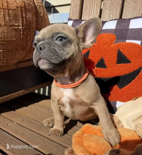 Jenny (MN) – French Bulldog puppy for sale in Kimball, MN