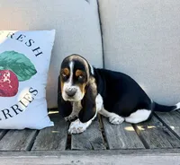 Casandra, a female Basset Hound for sale in Kimball, MN – 7 of 8