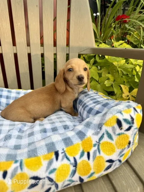 Angela(MN) – Miniature Dachshund puppy for sale in Kimball, MN