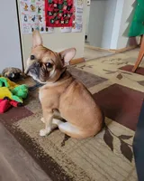 Mandy (MN), a female French Bulldog for sale in Kimball, MN – 4 of 5