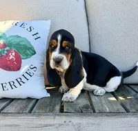 Casandra, a female Basset Hound for sale in Kimball, MN – 4 of 8