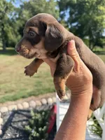 Freya (MN), a female Miniature Dachshund for sale in Kimball, MN – 5 of 8