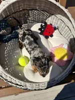 Sterling (MN), a female Miniature Dachshund for sale in Kimball, MN – 3 of 10