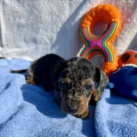 Frig (MN), a male Miniature Dachshund for sale in Kimball, MN – 4 of 4