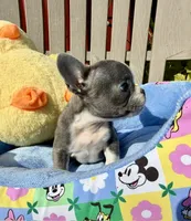 Ernie (MN), a male French Bulldog for sale in Kimball, MN – 2 of 10