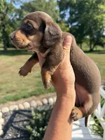 Freya (MN), a female Miniature Dachshund for sale in Kimball, MN – 2 of 8