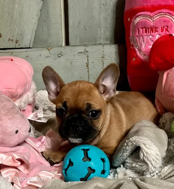 Mandy (MN) – French Bulldog puppy for sale in Kimball, MN