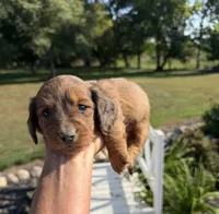 Buddy (MN), a male Miniature Dachshund for sale in Kimball, MN – 2 of 6