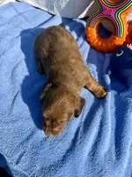 Buddy (MN), a male Miniature Dachshund for sale in Kimball, MN – 4 of 6