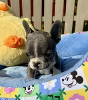 Ernie (MN), a male French Bulldog for sale in Kimball, MN – 3 of 10