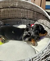 Finn (MN), a male Miniature Dachshund for sale in Kimball, MN – 3 of 6