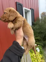 Reed  (MN), a male Miniature Dachshund for sale in Kimball, MN – 8 of 8