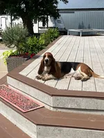 Rose (MN), a female Basset Hound for sale in Kimball, MN – 5 of 5