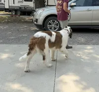 Summit (MN), a female Saint Bernard for sale in Kimball, MN – 4 of 6