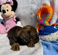 Darby (MN), a female Miniature Dachshund for sale in Kimball, MN – 4 of 8