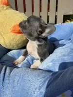 Ernie (MN), a male French Bulldog for sale in Kimball, MN – 10 of 10