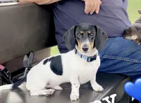 Juniper (MN), a female Miniature Dachshund for sale in Kimball, MN – 7 of 7