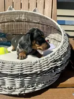 Finn (MN), a male Miniature Dachshund for sale in Kimball, MN – 2 of 6