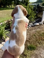 Sunny (MN), a male Miniature Dachshund for sale in Kimball, MN – 3 of 5