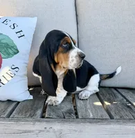 Casandra, a female Basset Hound for sale in Kimball, MN – 3 of 8