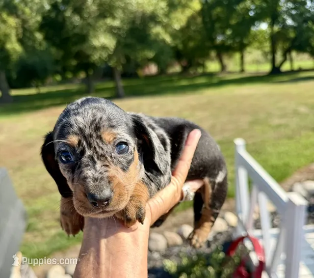 Frig (MN) – Miniature Dachshund puppy for sale in Kimball, MN