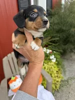 Willis (MN), a male Pembroke Welsh Corgi and Miniature Dachshund for sale in Kimball, MN – 5 of 8
