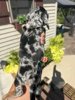 Sterling (MN), a female Miniature Dachshund for sale in Kimball, MN – 6 of 10