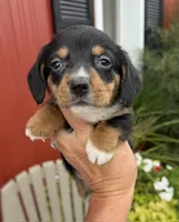 Willis (MN), a male Pembroke Welsh Corgi and Miniature Dachshund for sale in Kimball, MN – 6 of 8