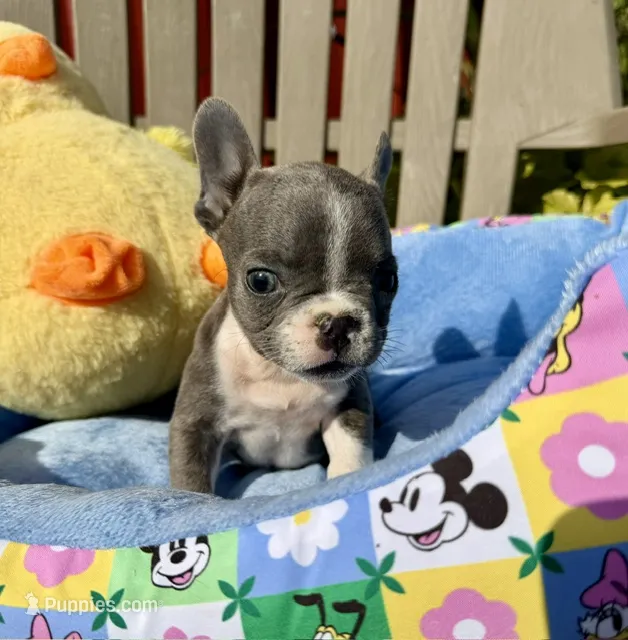 Ernie (MN) – French Bulldog puppy for sale in Kimball, MN
