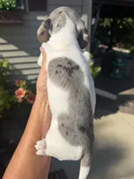 Felix, a male Miniature Dachshund for sale in Kimball, MN – 5 of 10