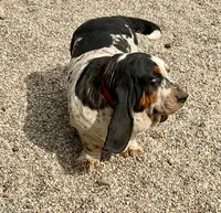 Bubbles (MN), a female Basset Hound for sale in Kimball, MN – 3 of 3