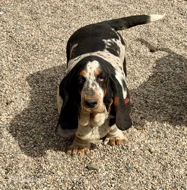 Bubbles (MN) – Basset Hound puppy for sale in Kimball, MN