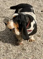 Bubbles (MN), a female Basset Hound for sale in Kimball, MN – 2 of 3
