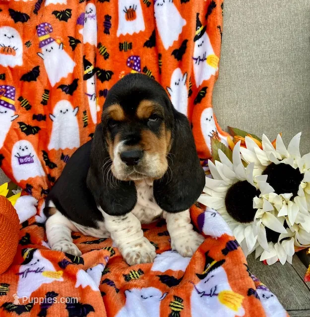 Rose (MN) – Basset Hound puppy for sale in Kimball, MN
