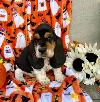Rose (MN), a female Basset Hound for sale in Kimball, MN – 1 of 5