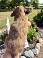 Buddy (MN), a male Miniature Dachshund for sale in Kimball, MN – 6 of 6
