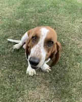 Gadget  (MN), a female Basset Hound for sale in Kimball, MN – 3 of 3