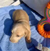 Stormy (MN), a male Miniature Dachshund for sale in Kimball, MN – 3 of 6