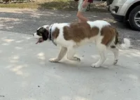 Summit (MN), a female Saint Bernard for sale in Kimball, MN – 5 of 6