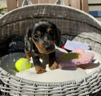 Stella (MN), a female Miniature Dachshund for sale in Kimball, MN – 1 of 7