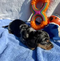 Frig (MN), a male Miniature Dachshund for sale in Kimball, MN – 3 of 4