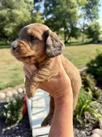 Buddy (MN), a male Miniature Dachshund for sale in Kimball, MN – 3 of 6