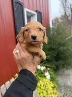 Reed  (MN), a male Miniature Dachshund for sale in Kimball, MN – 5 of 8