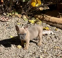 Jenny (MN), a female French Bulldog for sale in Kimball, MN – 3 of 6