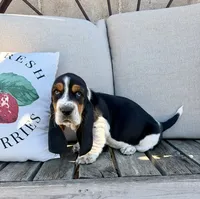 Casandra, a female Basset Hound for sale in Kimball, MN – 8 of 8