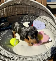 Stella (MN), a female Miniature Dachshund for sale in Kimball, MN – 4 of 7