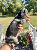 Frig (MN), a male Miniature Dachshund for sale in Kimball, MN – 2 of 4