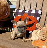 Jenny (MN), a female French Bulldog for sale in Kimball, MN – 6 of 6