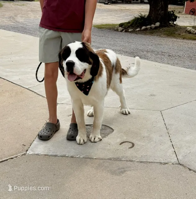 Summit (MN) – Saint Bernard puppy for sale in Kimball, MN