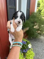 Juniper (MN), a female Miniature Dachshund for sale in Kimball, MN – 5 of 7